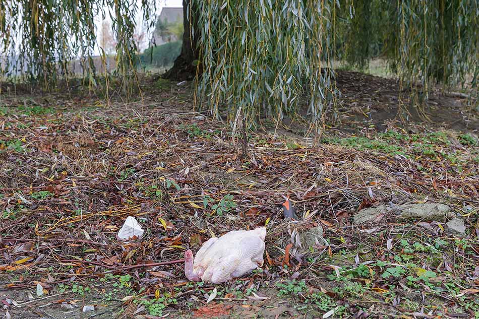 A dead plucked goose without its head on a grass field