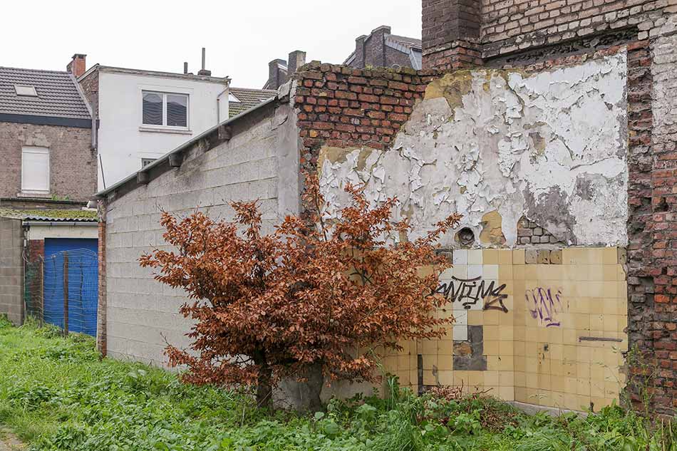 Kitchen wall in a demolition property with a beech tree