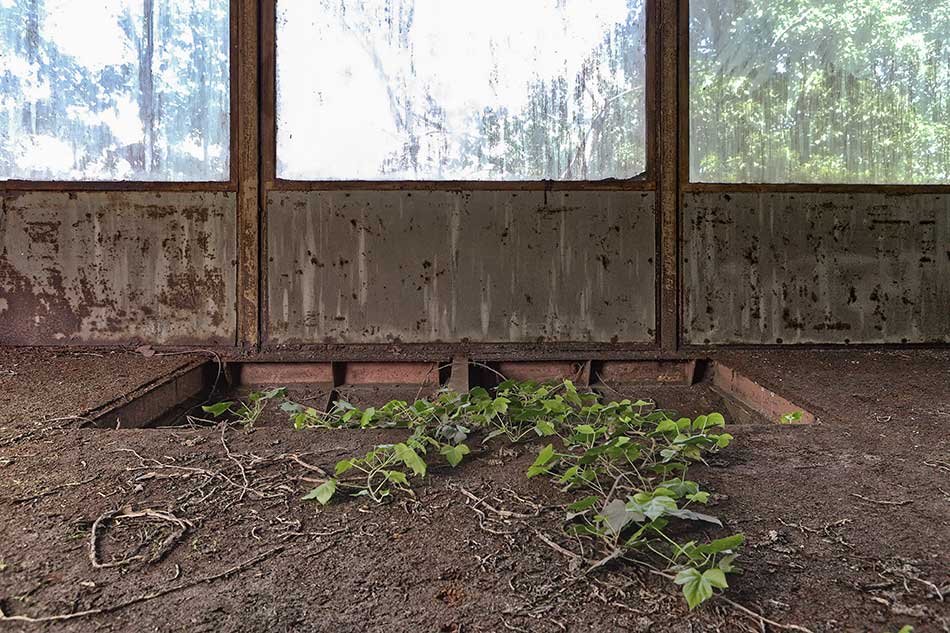 A dilapidated workplace where ivy is growing inside.